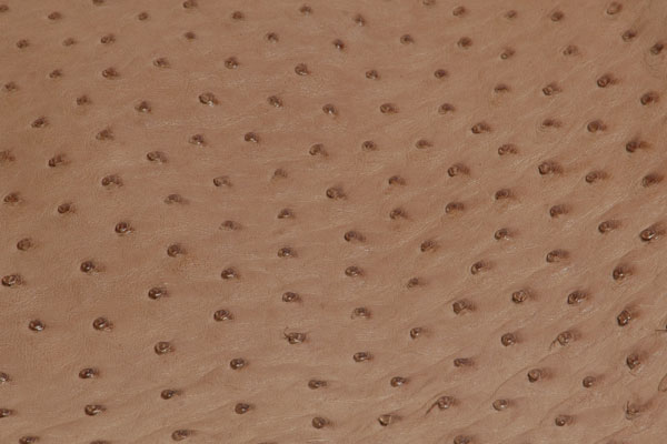 Ostrich Skin | Ostrich Leather | Ostrich Skins
