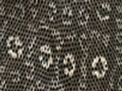 Ring Lizard skin, Ring Lizard hide, and Ring Lizard leather