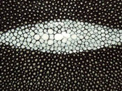 Stingray skin, Stingray hide, and Stingray leather