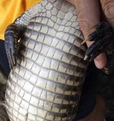 alligator skin belly