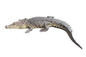 Alligators have made a surprising comeback since farms started raising them for their skins.