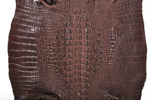 Crocodile skin can be dyed many different colors, thanks to its relatively low calcium content when compared to caiman skin.