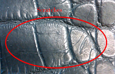 Scratches Caiman
