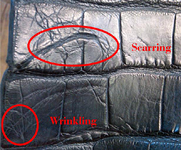 Scarring & Wrinkling Caiman