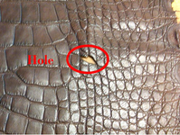 Hole Caiman