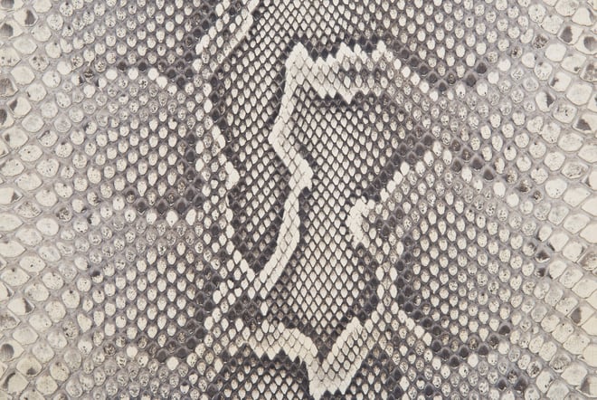 Learning Exotic Leather: Burmese Python Skin