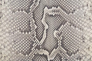 When most people think of python skins, the patterns of the Burmese python spring to mind. The round, irregular shapes are a defining characteristic of Burmese python hide.
