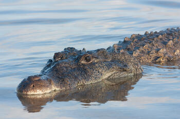 American crocodile hide is the perfect alternative to the skin of American alligator.