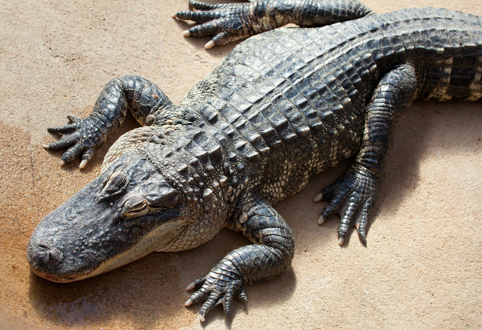 difference between alligator and crocodile skin