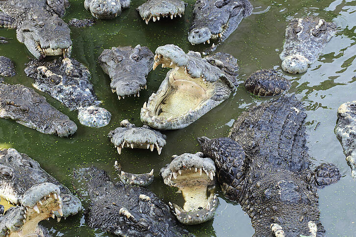 Comparing Alligator & Crocodile Skins