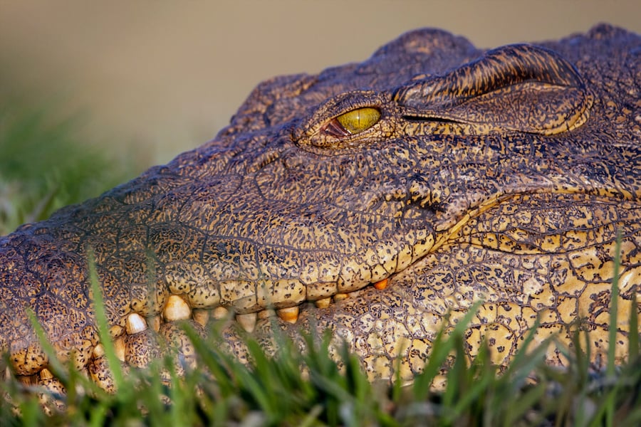 Comparing Alligator Crocodile  Skins 