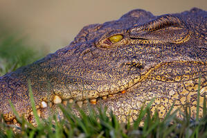 The Nile crocodile is one of the premier leather materials used for footwear, handbags and other leather products.