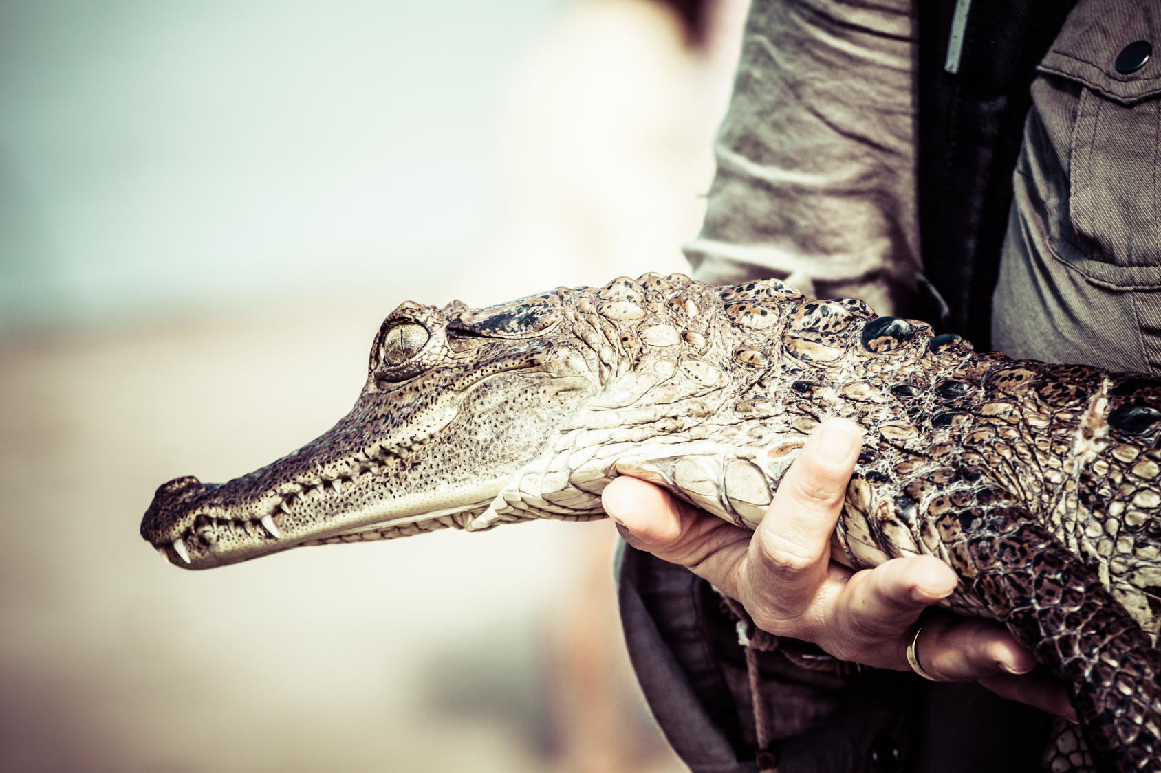 are crocs made of crocodile skin