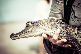 The Caiman is often compared to the skin of crocodiles, although their skin is softer and significantly less expensive.