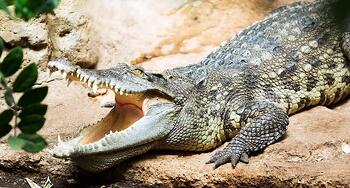 Siamese Crocodile