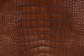 American Alligator Skin