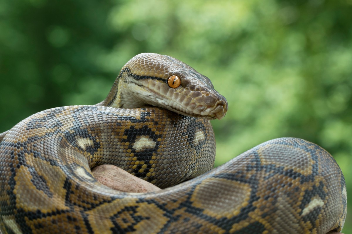 Reticulated python 208184329
