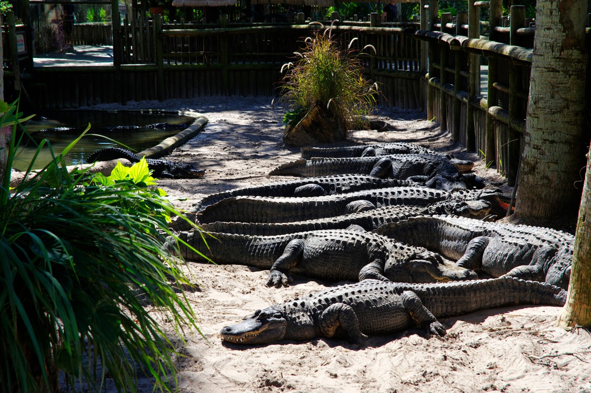 alligators at a farm in St. Augustine, FL 230515092