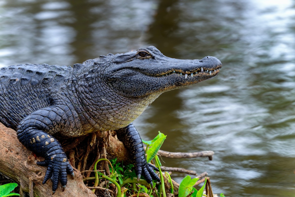 American Alligator 77007068