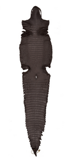 Alligator skin after skinning