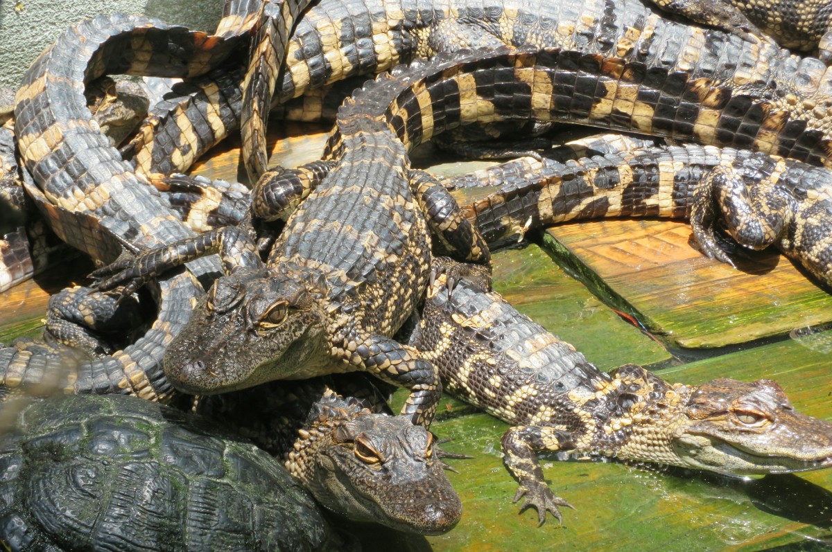 Alligator Skin Guide