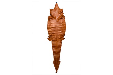 Full Skin American Crocodile