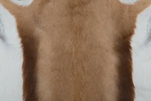 SPRINGBUCK_2