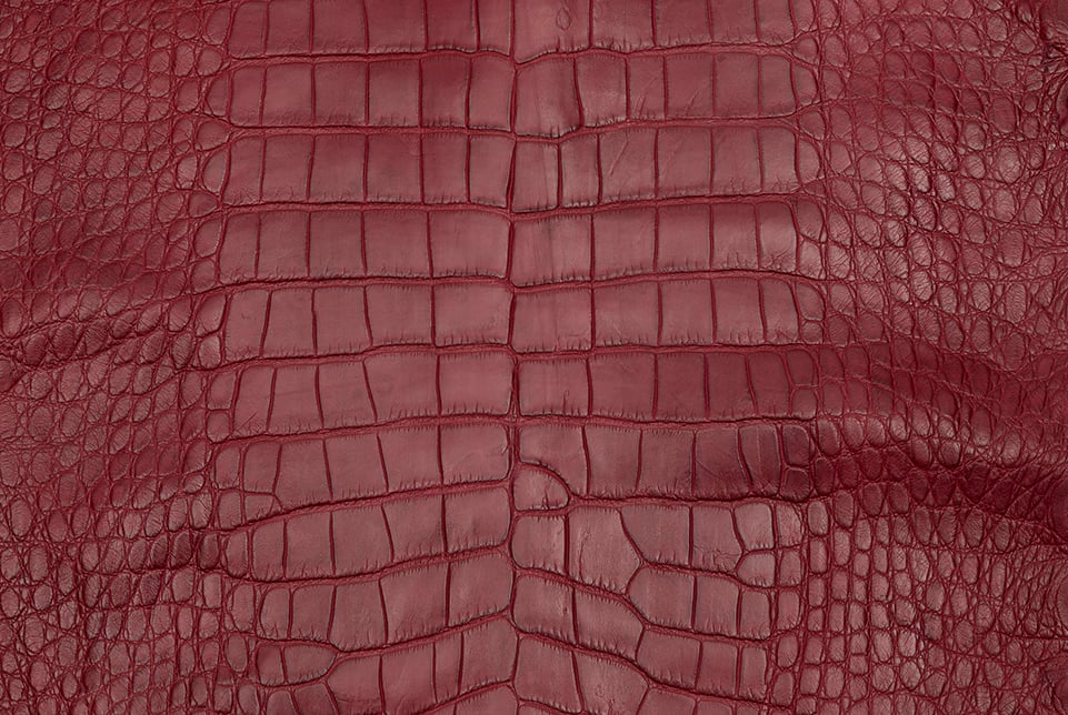 ALLIGATOR skin