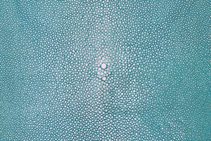 The tiny, bead-like patterns in stingray are not only visually distinctive, they're tough as nails to mar.