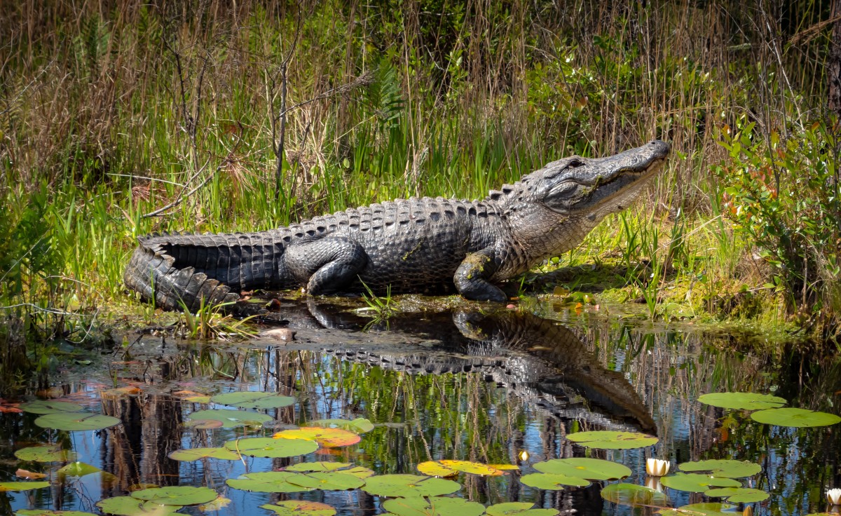 Wild American Alligator Okefenokee Swamp 332045150