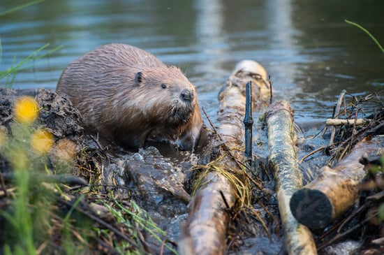 beaver-building-a-dam