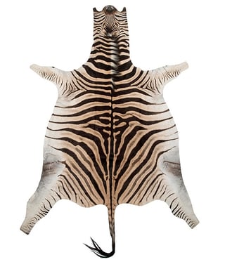 Zebra skins make for excellent rugs because of their soft fur, large size, and striking stripe patterns.