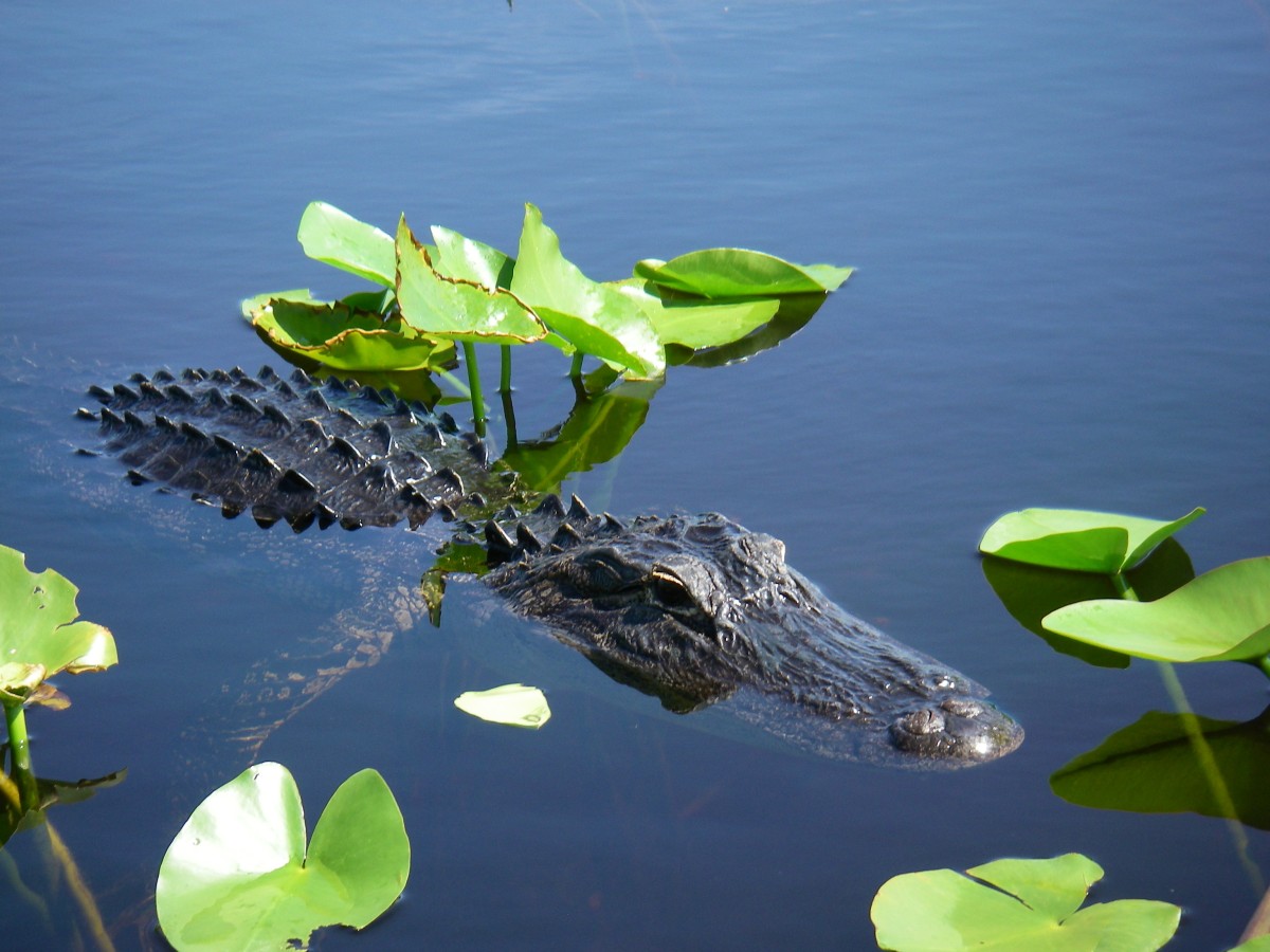 wild alligator in Florida's Everglades 266037305